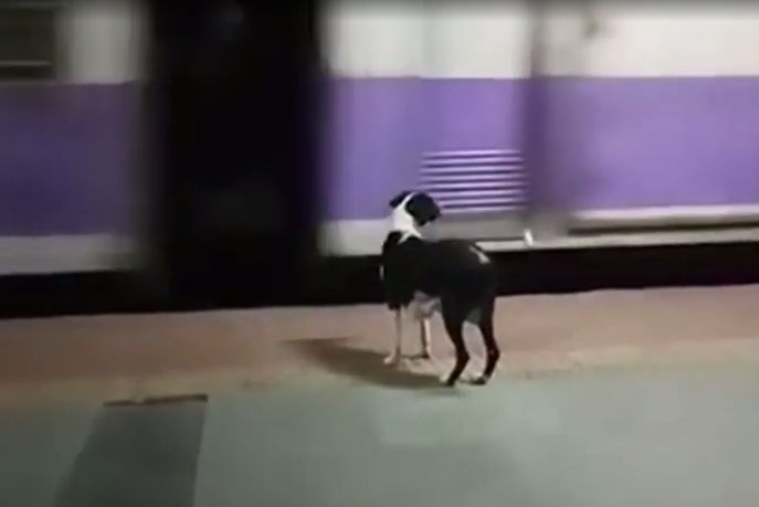 Pies co noc czeka na jeden pociąg. Ten widok łamie serce