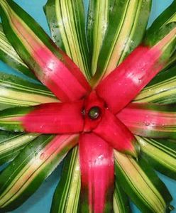 Neoregelia karolińska