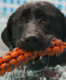 Parada labradorów w Warszawie