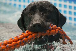 Parada labradorów w Warszawie