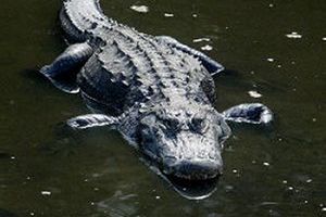Nastolatek odparł atak aligatora