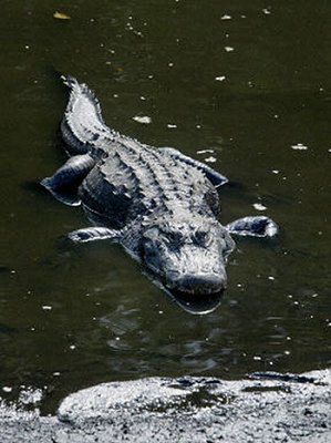 Nastolatek odparł atak aligatora