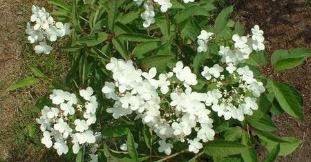 Hortensja miękkowłosa