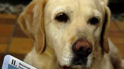 Sky i jego unijny paszport