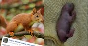 Polacy PORYWAJĄ... młode wiewiórki z lasu. Dramatyczny apel weterynarzy