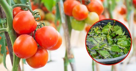 Nieziemsko skuteczny nawóz do pomidorów. Wystarczą niepozorne chwasty