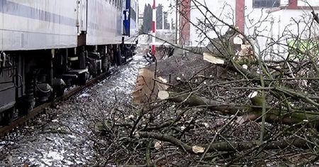 Pień o średnicy 80 cm na torach. Uszkodził lokomotywę i wagon