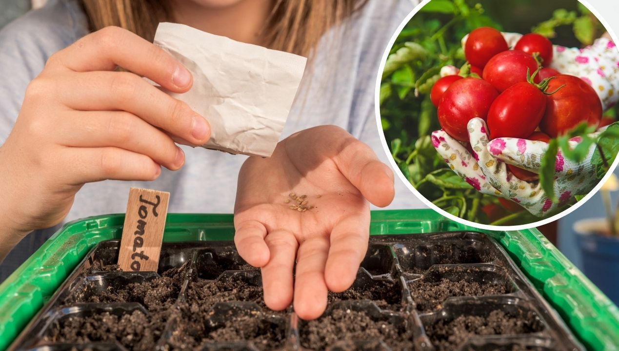 Kiedy wysiewać pomidory? fot. Getty Images / freepik
