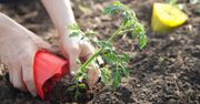 Włóż do dołka pod każdą sadzonkę pomidora. Będą odporne na choroby i szkodniki