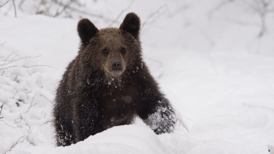 Niedźwiedzie w sytuacji zagrożenia mogą zachowywać się agresywnie