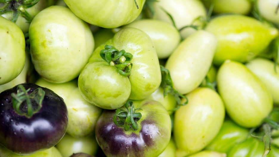 Należy unikać jedzenia zielonych pomidorów na surowo