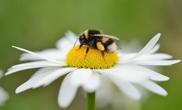Użądlenie przez pszczołę