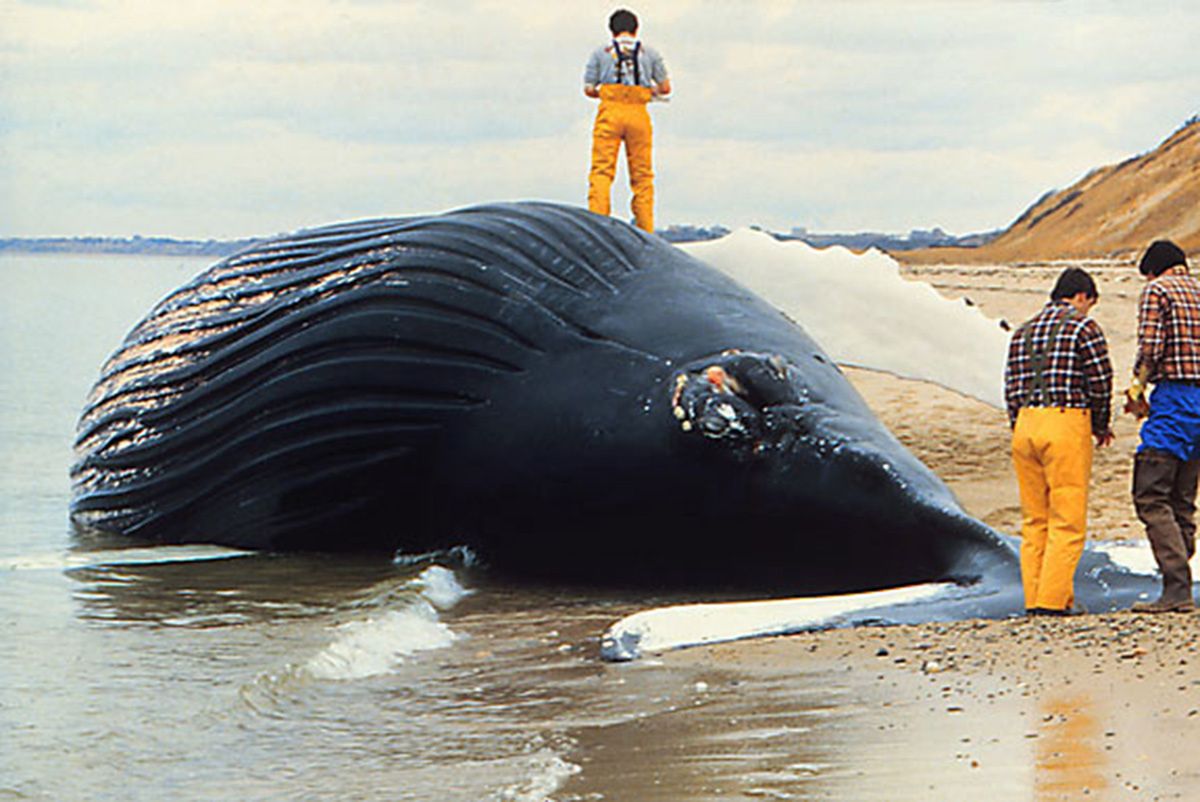 Giną dziesiątki wielorybów. Naukowcy nie wiedzą dlaczego