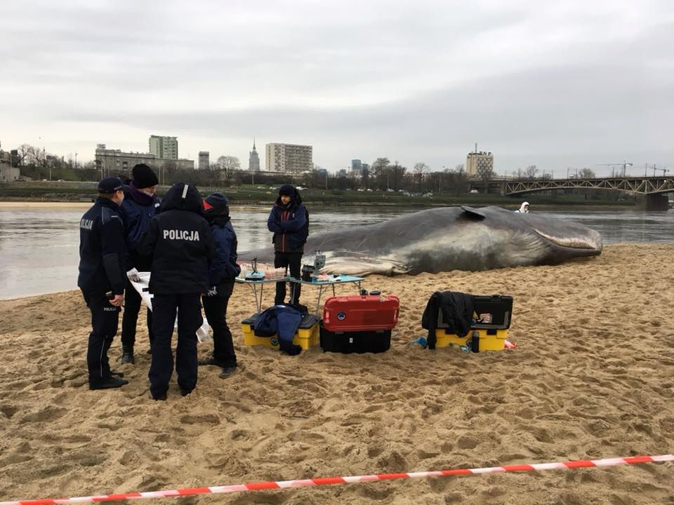 Niezwykłe znalezisko nad Wisłą. "Na brzegu leży wieloryb"