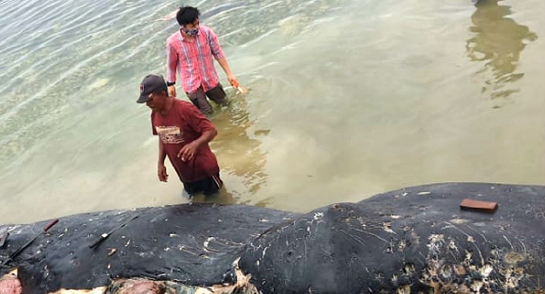 Indonezja. Wstrząsające znalezisko w żołądku wieloryba
