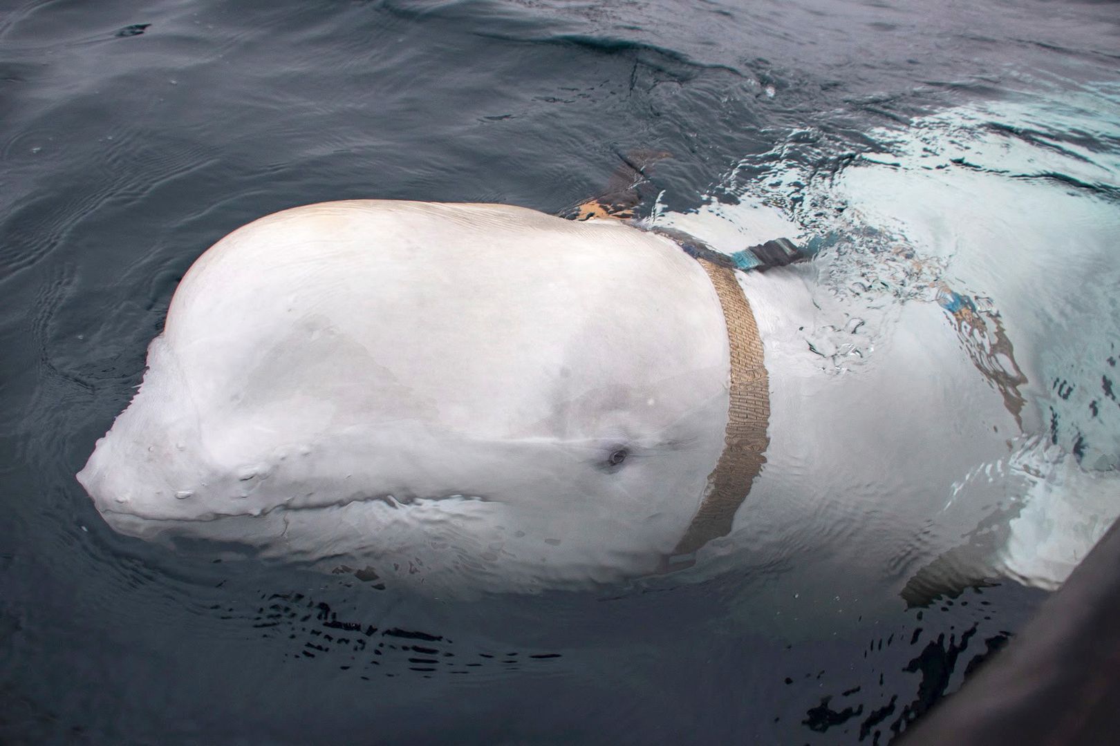 Szpiegujący wieloryb z Rosji odmówił odpłynięcia z Norwegii
