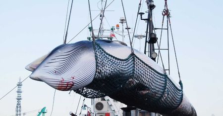 Po 30 latach Japonia wraca do przemysłowego mordowania wielorybów