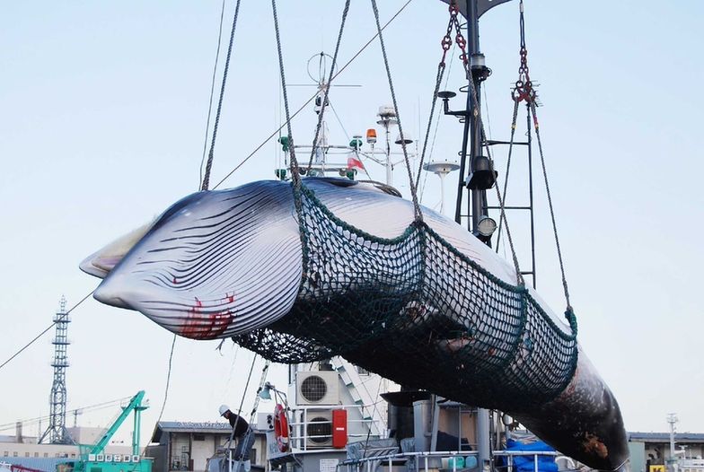 Po 30 latach Japonia wraca do przemysłowego mordowania wielorybów