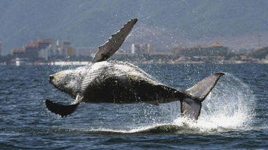 Koniec wolności wielorybów?