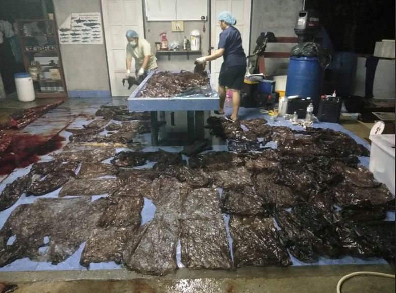 80 kawałków plastiku w żołądku wieloryba. Ratowali go 5 dni, ale zmarł. "Katastrofa ekologiczna"