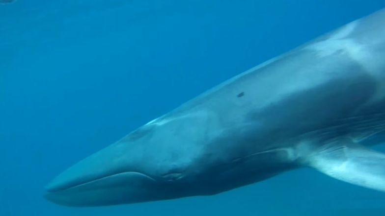 Oto najrzadszy wieloryb świata. Mamy wideo!