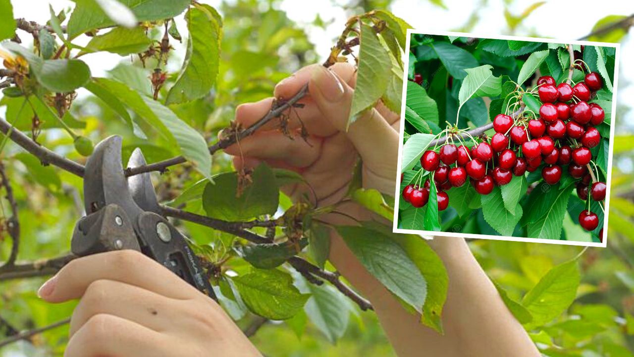 Jak przycinać czereśnie, żeby dawały więcej owoców? Trzeba to robić o konkretnej porze