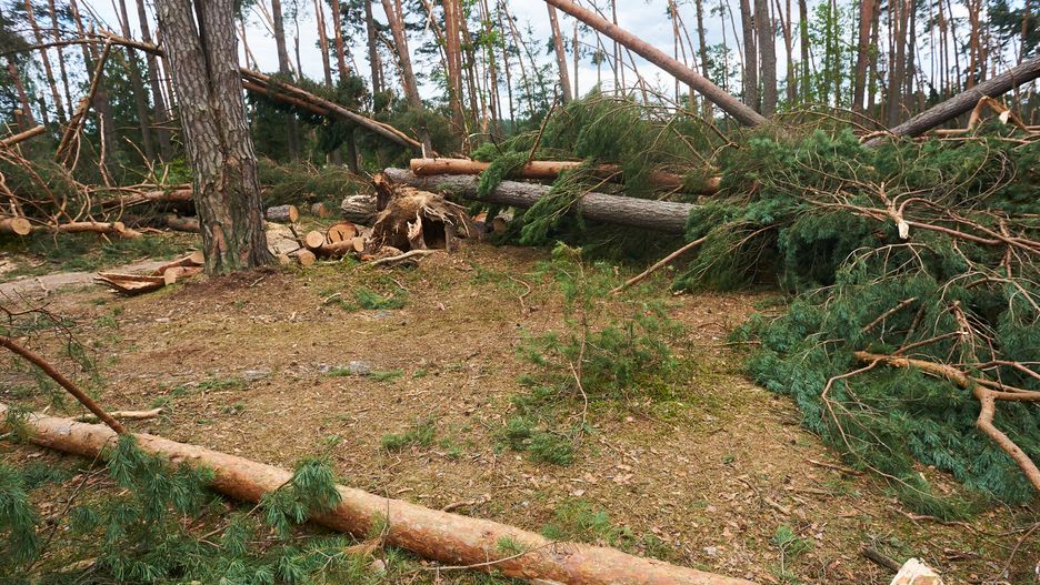 Zastępca komendanta obozu harcerskiego usłyszał zarzuty