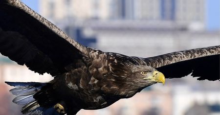 Orzeł zaatakował 5-latkę. Pomylił ją z dronem