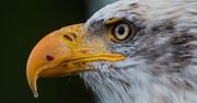 Ciekawe fakty o orłach. Znasz je wszystkie?