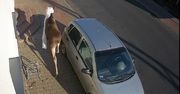 Łoś wskoczył do domu przez okno. Lokatorka trafiła do szpitala