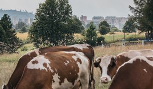 Miastowi chcą przepędzić ze wsi ostatniego rolnika. Bo jego krowy śmierdzą