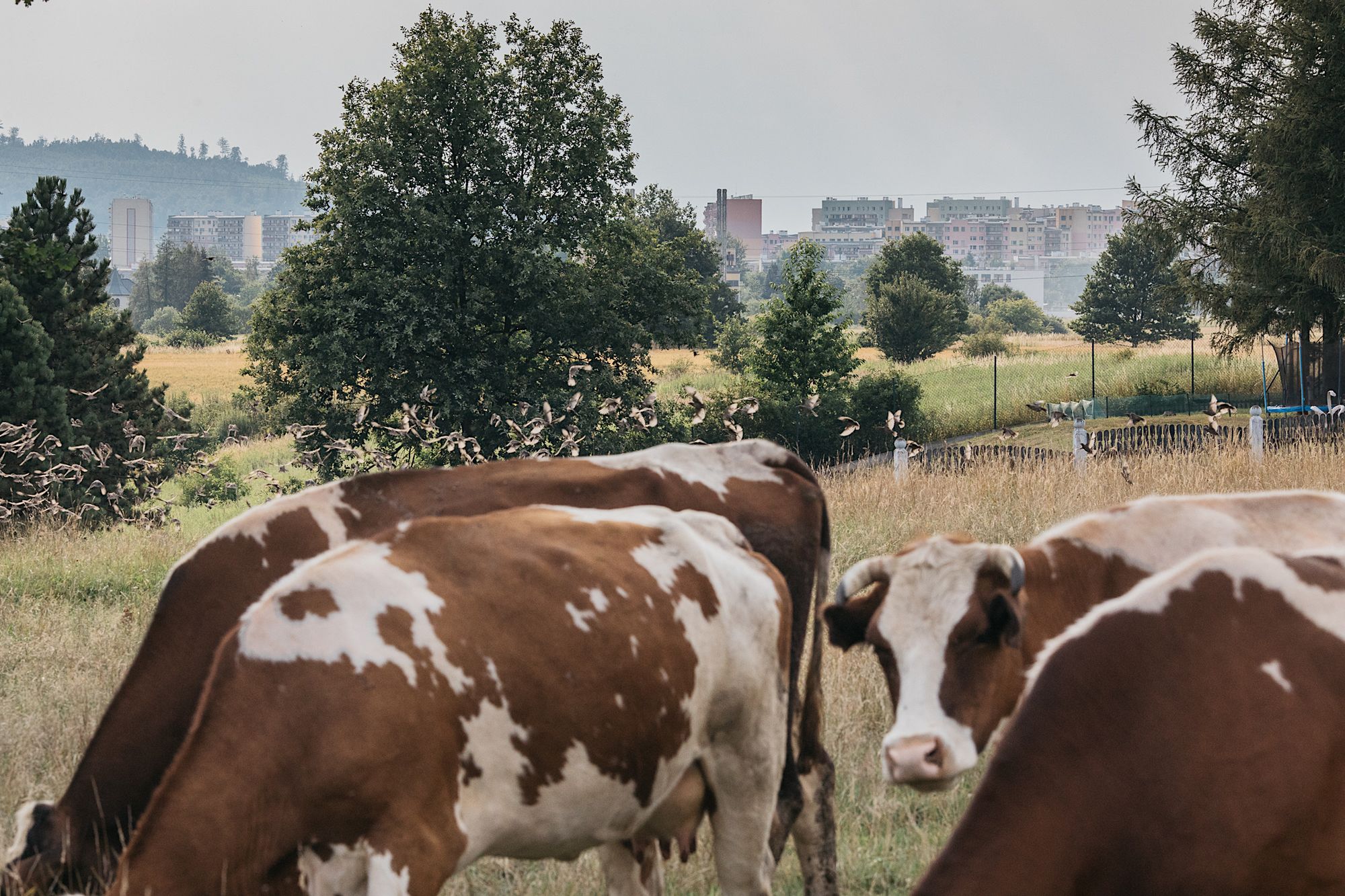 Jelenia Góra. Miastowi chcą przepędzić ze wsi ostatniego rolnika. Śmierdzą im jego krowy