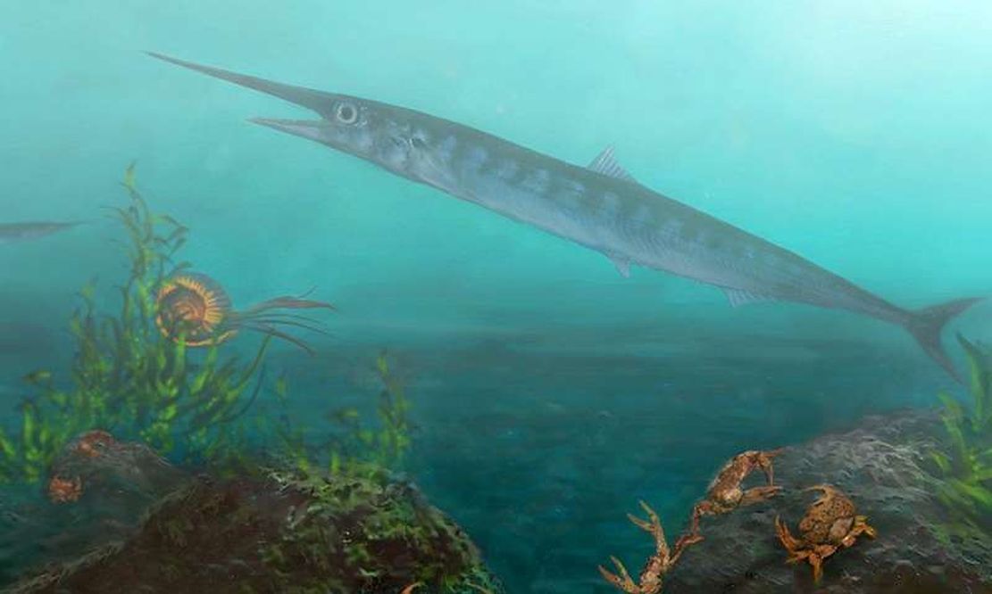 10-latek pomógł naukowcom znaleźć ślad po rybie, która ma 90 mln lat