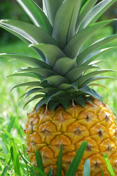 Ananas