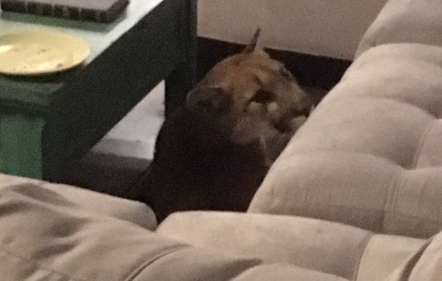 Puma weszła przez okno do domu w Kolorado