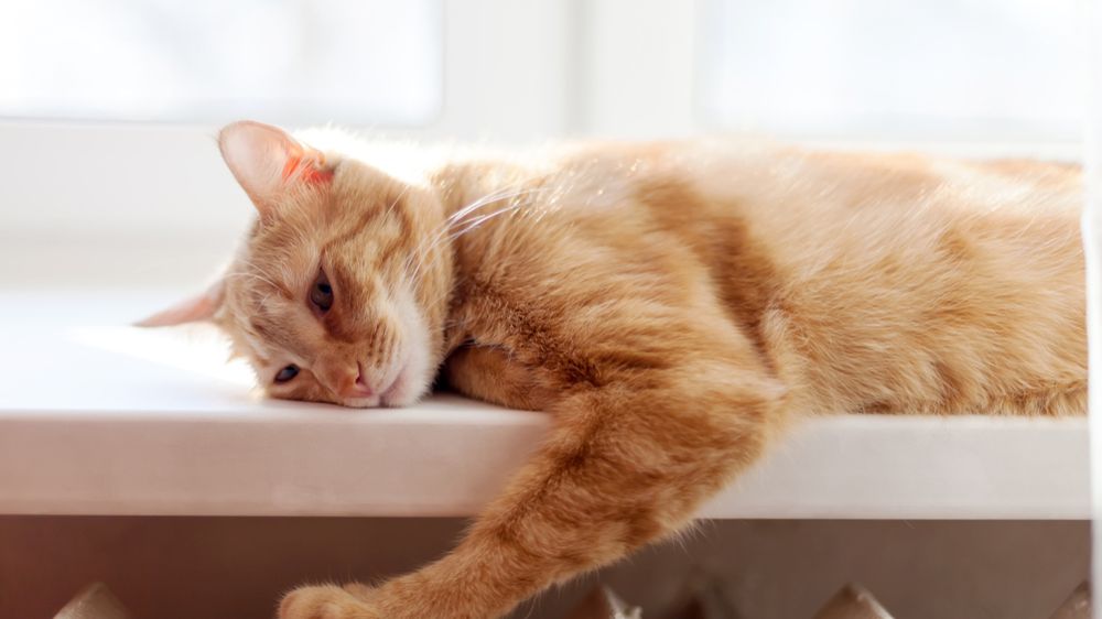 Koty często nie dają po sobie poznać emocji