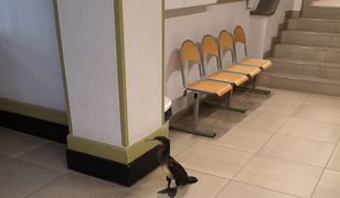 Kormoran przyszedł do lekarza w Gdańsku. Miał złamane skrzydło i pilnie potrzebował pomocy