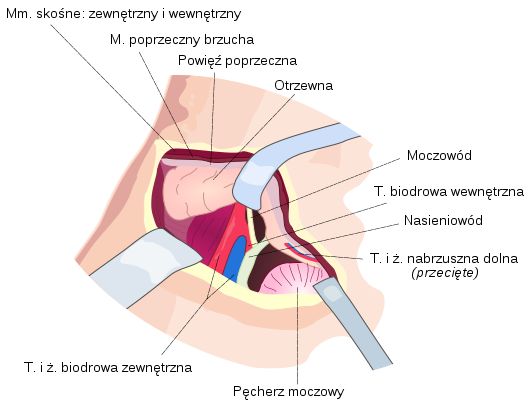 Schemat budowy powłok brzusznych człowieka 