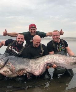 Sum z Zalewu Rybnickiego rekordem Polski. Nagranie z połowu