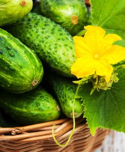 Warzywa-giganty na Pomorzu. "Kilogram w jednym kawałku"