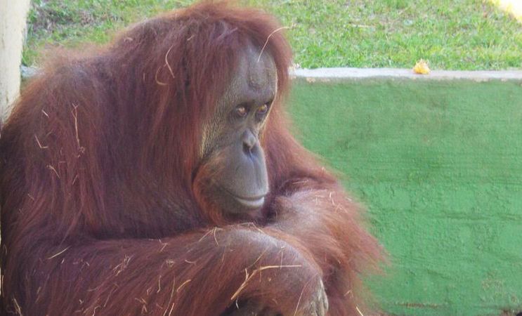 Najbardziej samotny orangutan na świecie. 30 lat odosobnienia