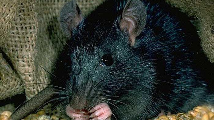 Szczury były uznawane za główną przyczynę szerzenia się czarnej śmierci. Ostatnie badanie podają w wątpliwość słuszność tej tezy.