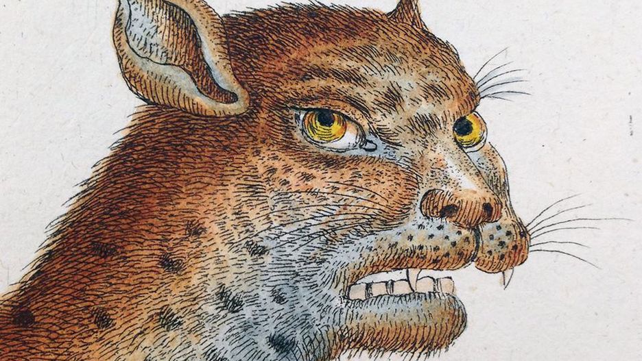 Kiedyś ludzie bardziej wierzyli opisom podczas tworzenia zoologicznych rycin. A efekty bywają komiczne.