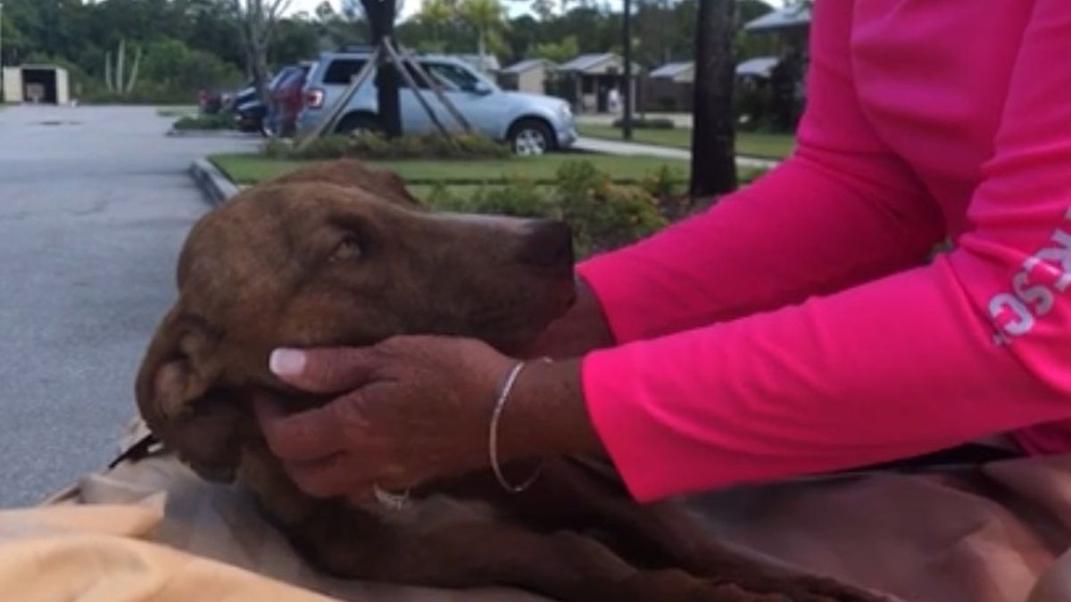 pies dron huragan dorian