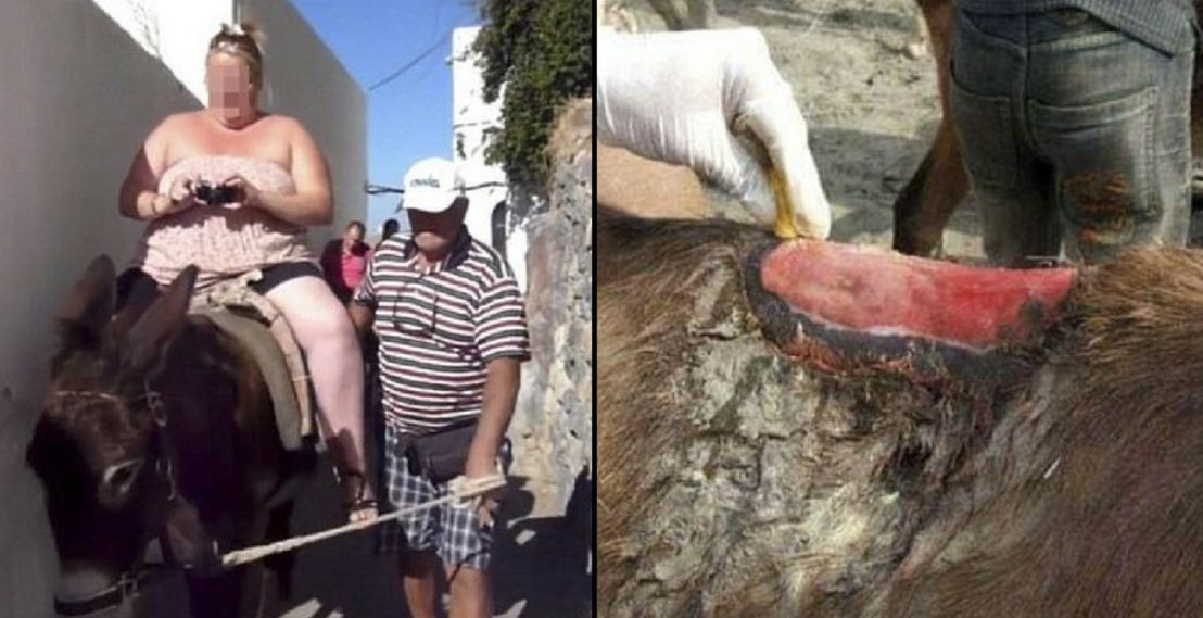 Lżejsze życie osłów na Santorini. Nie będą już wozić otyłych turystów