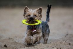 Strzelił yorkowi w głowę, bo ten mu przeszkadzał. Będzie surowsza kara