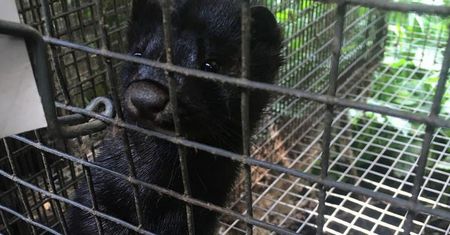 Lubicz Dolny koło Torunia: 2 tysiące norek na wolności