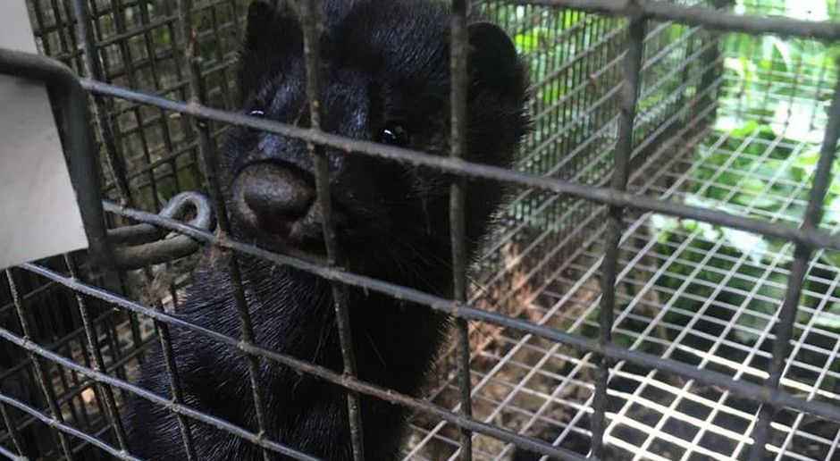 Lubicz Dolny koło Torunia: 2 tysiące norek na wolności