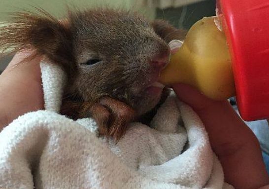 Prawie zabili wiewiórkę. Cudem uratowali ją pracownicy fundacji