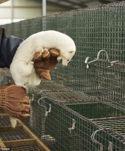 Ukraińcy chcą przejąć polski biznes wart miliardy i zapewniają: "Popłynie do nas miękkie złoto z Polski"